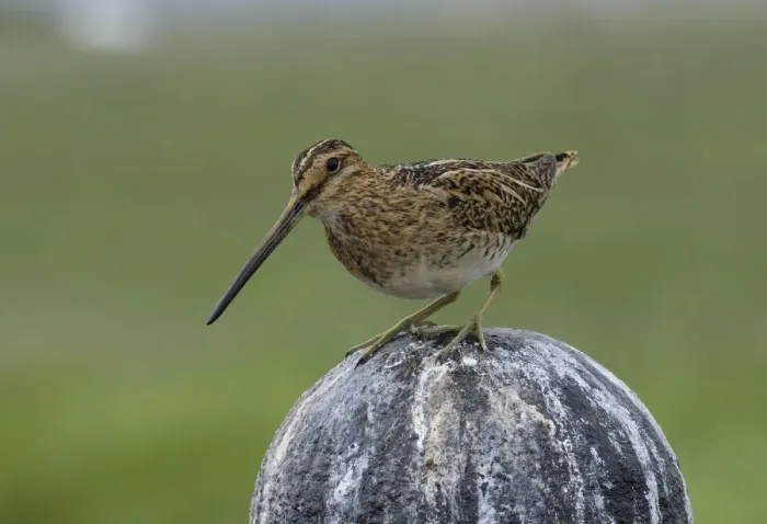 Framed Print : Common Snipe (Gallinago gallinago), Iceland, Europe Framed Print : Common Snipe (Gallinago gallinago), Iceland, Europe