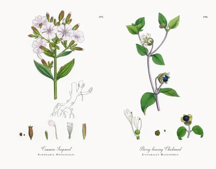 Framed Print : Common Soapwort, Saponaria Officinalis, Victorian Botanical Illustration, 1863 Framed Print : Common Soapwort, Saponaria Officinalis, Victorian Botanical Illustration, 1863