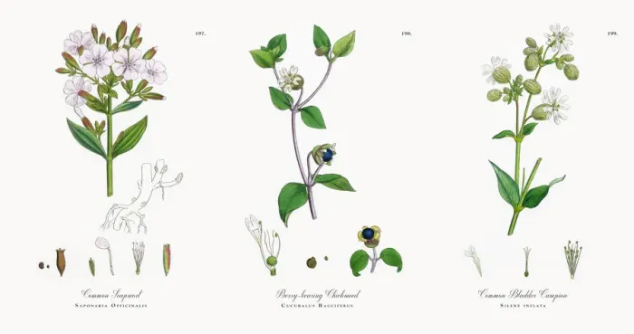 Framed Print : Common Soapwort, Saponaria Officinalis, Victorian Botanical Illustration, 1863 Framed Print : Common Soapwort, Saponaria Officinalis, Victorian Botanical Illustration, 1863