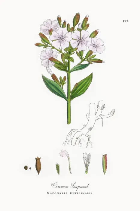 Framed Print : Common Soapwort, Saponaria Officinalis, Victorian Botanical Illustration, 1863 Framed Print : Common Soapwort, Saponaria Officinalis, Victorian Botanical Illustration, 1863