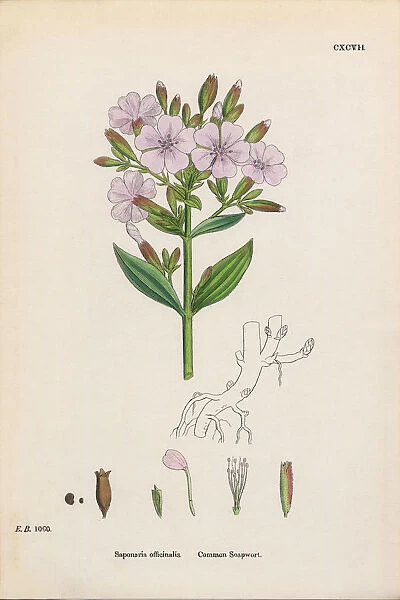 Common Soapwort, Saponaria Officinalis, Victorian Botanical Illustration, 1863
