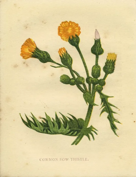 Framed Print : Common sow thistle Victorian botanical illustration by Anne Pratt Framed Print : Common sow thistle Victorian botanical illustration by Anne Pratt
