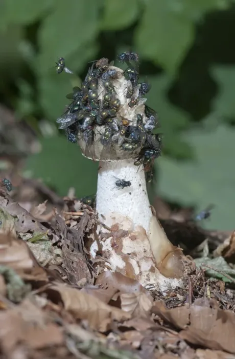 Framed Print : Common Stinkhorn -Phallus impudicus-, Untergroeningen, Baden-Wuerttemberg, Germany, Europe Framed Print : Common Stinkhorn -Phallus impudicus-, Untergroeningen, Baden-Wuerttemberg, Germany, Europe