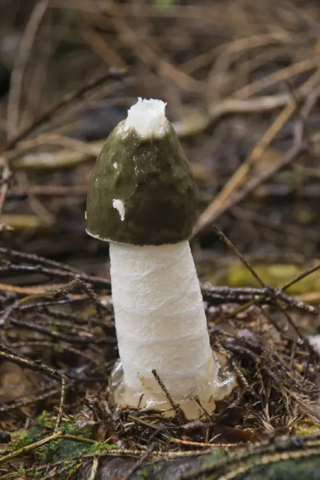 Framed Print : Common Stinkhorn (Phallus impudicus) Framed Print : Common Stinkhorn (Phallus impudicus)