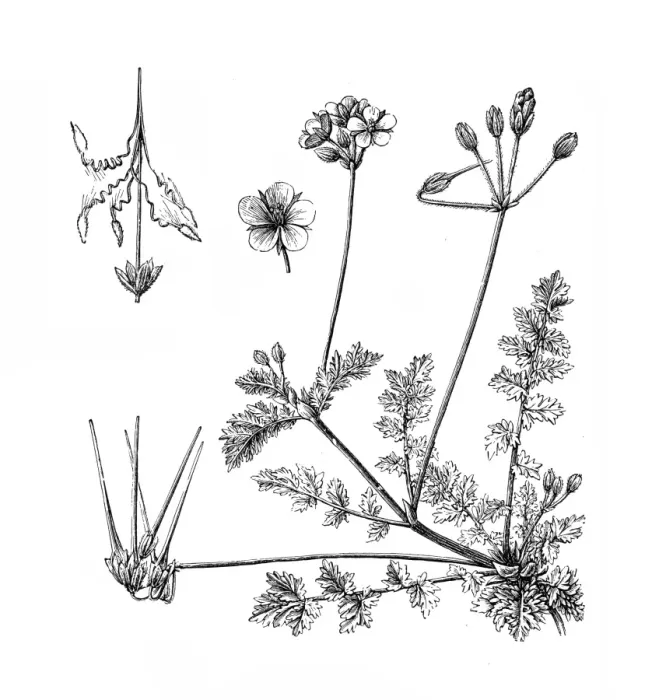 Framed Print : Common Stork s-bill or Redstem Filaree or Erodium cicutarium Framed Print : Common Stork s-bill or Redstem Filaree or Erodium cicutarium