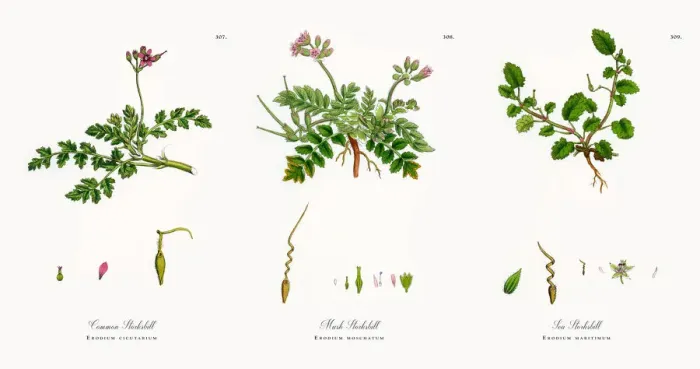 Framed Print : Common Storksbill, Erodium cicutarium, Victorian Botanical Illustration, 1863 Framed Print : Common Storksbill, Erodium cicutarium, Victorian Botanical Illustration, 1863
