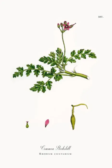 Framed Print : Common Storksbill, Erodium cicutarium, Victorian Botanical Illustration, 1863 Framed Print : Common Storksbill, Erodium cicutarium, Victorian Botanical Illustration, 1863