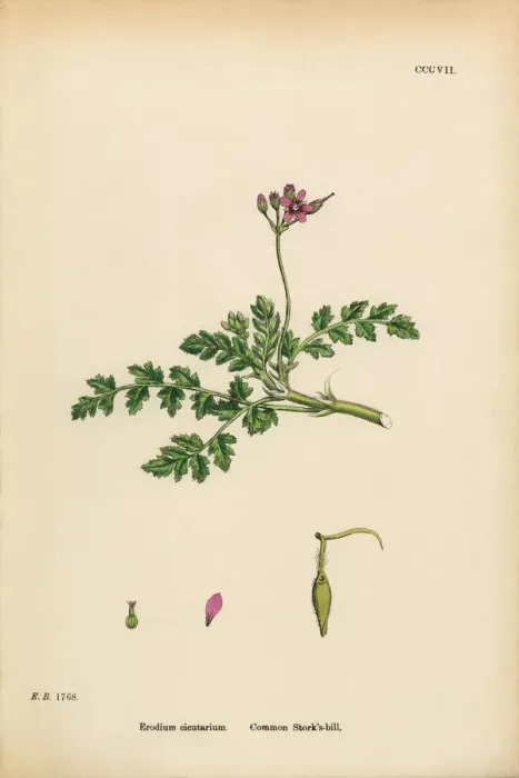 Framed Print : Common Storksbill, Erodium cicutarium, Victorian Botanical Illustration, 1863 Framed Print : Common Storksbill, Erodium cicutarium, Victorian Botanical Illustration, 1863