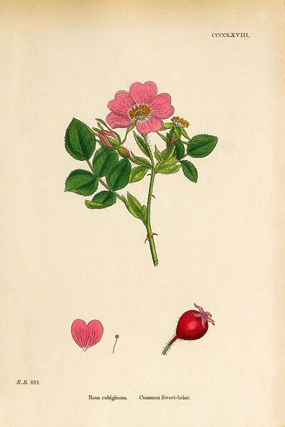 Common Sweetbriar, Rosa rubiginoas, Victorian Botanical Illustration, 1863