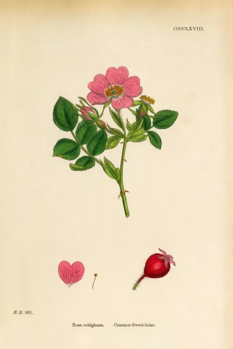 Framed Print : Common Sweetbriar, Rosa rubiginoas, Victorian Botanical Illustration, 1863 Framed Print : Common Sweetbriar, Rosa rubiginoas, Victorian Botanical Illustration, 1863