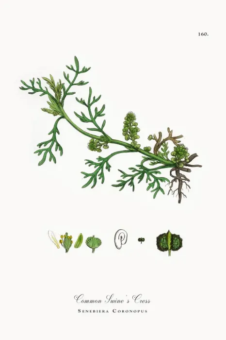 Framed Print : Common Swineas Cress, Senebiera Coronopus, Victorian Botanical Illustration, 1863 Framed Print : Common Swineas Cress, Senebiera Coronopus, Victorian Botanical Illustration, 1863