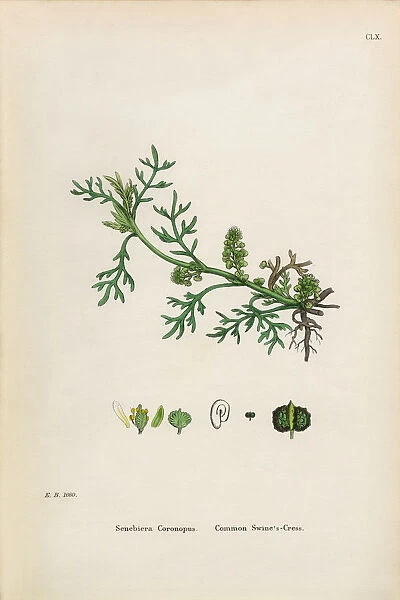 Common Swineas Cress, Senebiera Coronopus, Victorian Botanical Illustration, 1863