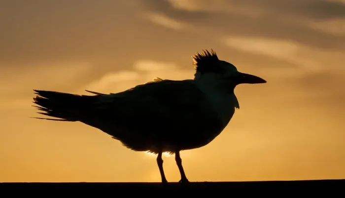 Framed Print : common tern in silhouette at sunset Framed Print : common tern in silhouette at sunset