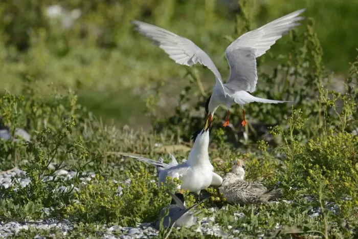 Framed Print : Common Tern -Sterna hirundo- attacking Sandwich Tern -Sterna sandvicensis-, Texel, The Netherlands, Europe Framed Print : Common Tern -Sterna hirundo- attacking Sandwich Tern -Sterna sandvicensis-, Texel, The Netherlands, Europe