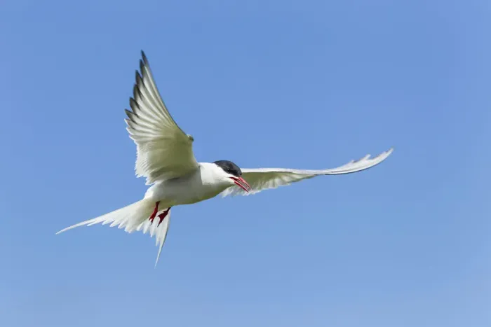 Framed Print : Common Tern -Sterna hirundo-, Farne Islands, Northumberland, England, United Kingdom Framed Print : Common Tern -Sterna hirundo-, Farne Islands, Northumberland, England, United Kingdom