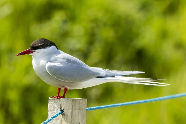 Common Tern -Sterna hirundo-, Farne Islands, Northumberland, England, United Kingdom