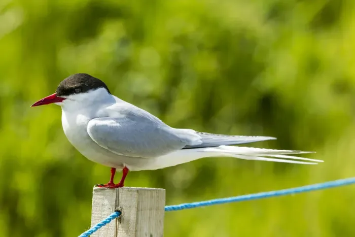 Framed Print : Common Tern -Sterna hirundo-, Farne Islands, Northumberland, England, United Kingdom Framed Print : Common Tern -Sterna hirundo-, Farne Islands, Northumberland, England, United Kingdom