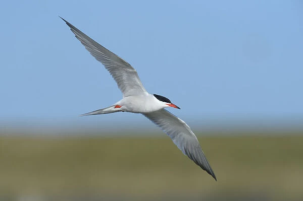 Common Tern -Sterna hirundo- in flight, Wagejot nature reserve, Texel, West Frisian Islands, province of North Holland, The Netherlands