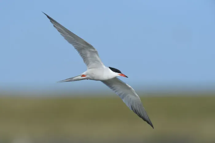 Framed Print : Common Tern -Sterna hirundo- in flight, Wagejot nature reserve, Texel, West Frisian Islands, province of North Holland, The Netherlands Framed Print : Common Tern -Sterna hirundo- in flight, Wagejot nature reserve, Texel, West Frisian Islands, province of North Holland, The Netherlands