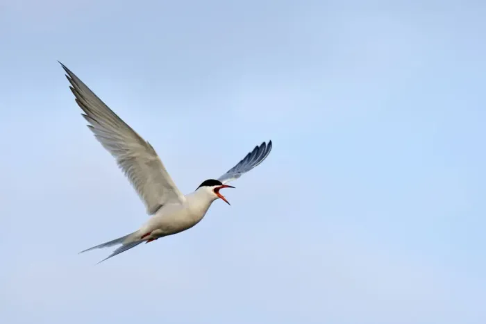 Framed Print : Common Tern -Sterna hirundo-, in flight, calling, Ouedeschild, Texel, Texel, West Frisian Islands, province of North Holland, The Netherlands Framed Print : Common Tern -Sterna hirundo-, in flight, calling, Ouedeschild, Texel, Texel, West Frisian Islands, province of North Holland, The Netherlands