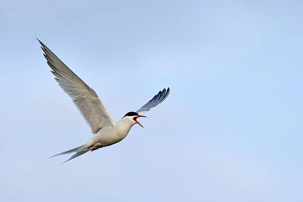 Common Tern -Sterna hirundo-, in flight, calling, Ouedeschild, Texel, Texel, West Frisian Islands, province of North Holland, The Netherlands