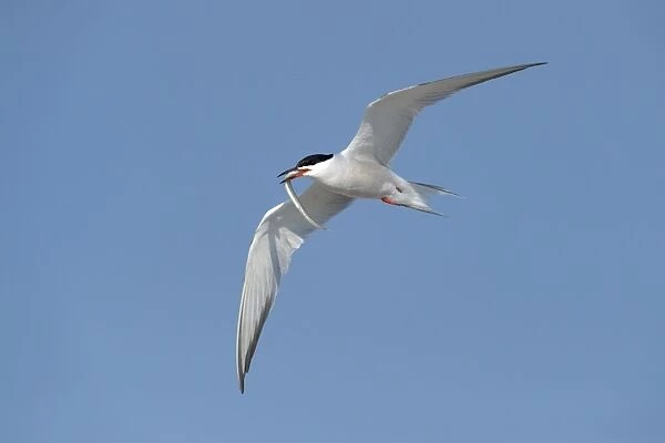 Common Tern -Sterna hirundo- in flight with fish in its beak, Wagejot Nature Reserve, Texel, West Frisian Islands, province of North Holland, Netherlands