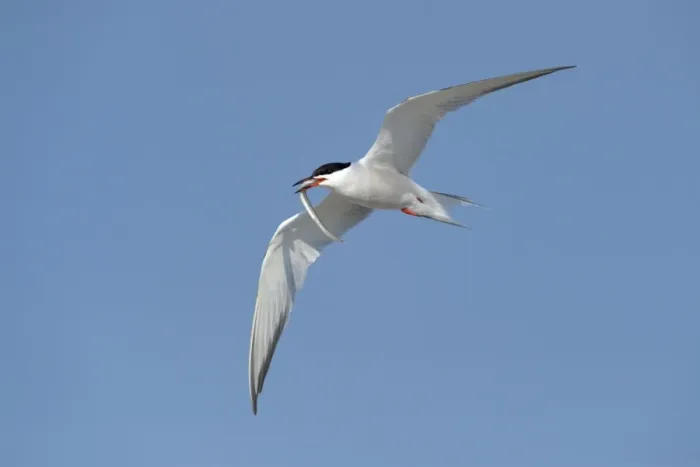 Framed Print : Common Tern -Sterna hirundo- in flight with fish in its beak, Wagejot Nature Reserve, Texel, West Frisian Islands, province of North Holland, Netherlands Framed Print : Common Tern -Sterna hirundo- in flight with fish in its beak, Wagejot Nature Reserve, Texel, West Frisian Islands, province of North Holland, Netherlands