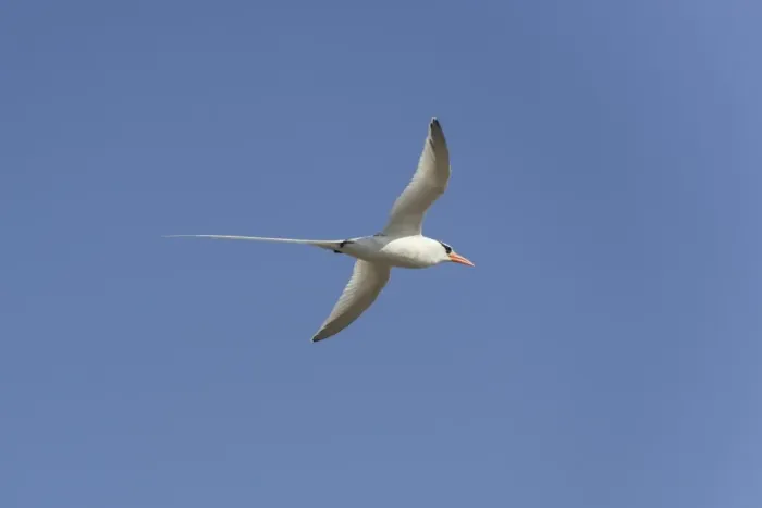 Framed Print : Common Tern -Sterna hirundo- in flight with fish in its beak, Wagejot Nature Reserve, Texel, West Frisian Islands, province of North Holland, Netherlands Framed Print : Common Tern -Sterna hirundo- in flight with fish in its beak, Wagejot Nature Reserve, Texel, West Frisian Islands, province of North Holland, Netherlands