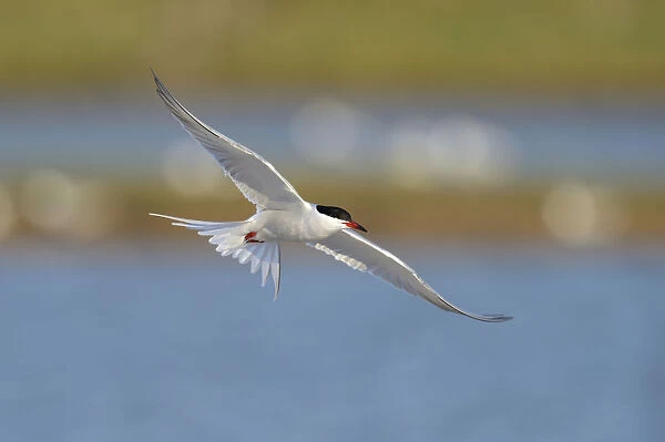 Common Tern -Sterna hirundo- in flight over a nesting colony, Wagejot Nature Reserve, Texel, West Frisian Islands, province of North Holland, Netherlands