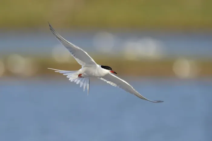 Framed Print : Common Tern -Sterna hirundo- in flight over a nesting colony, Wagejot Nature Reserve, Texel, West Frisian Islands, province of North Holland, Netherlands Framed Print : Common Tern -Sterna hirundo- in flight over a nesting colony, Wagejot Nature Reserve, Texel, West Frisian Islands, province of North Holland, Netherlands