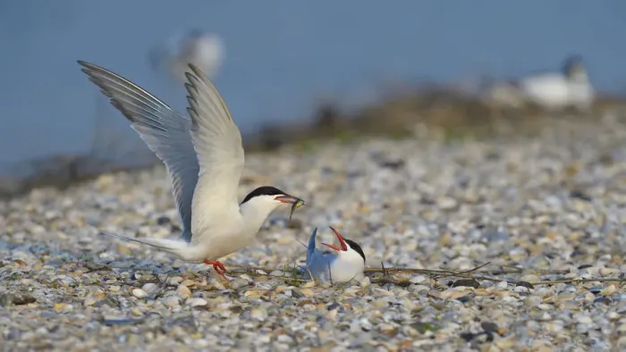 Framed Print : Common Tern -Sterna hirundo-, male handing over a bridal gift to a female, breeding colony on a shell bank, Wagejot Nature Reserve, Texel, West Frisian Islands, province of North Holland, Netherlands Framed Print : Common Tern -Sterna hirundo-, male handing over a bridal gift to a female, breeding colony on a shell bank, Wagejot Nature Reserve, Texel, West Frisian Islands, province of North Holland, Netherlands