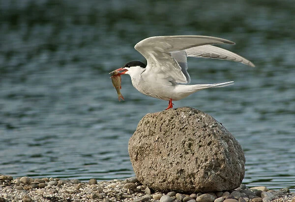 Common Tern -Sterna hirundo-, Mecklenburg-Western Pomerania, Germany