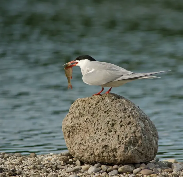 Framed Print : Common Tern -Sterna hirundo-, Mecklenburg-Western Pomerania, Germany Framed Print : Common Tern -Sterna hirundo-, Mecklenburg-Western Pomerania, Germany