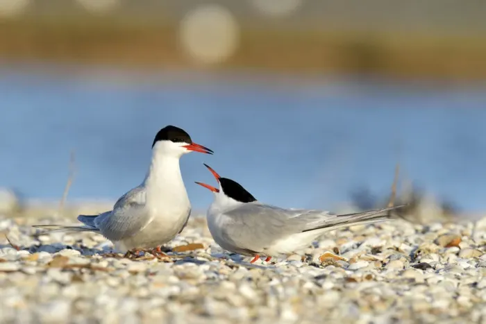 Framed Print : Common Terns -Sterna hirundo-, displaying, in preparation for mating, Ouedeschild, Texel, Texel, West Frisian Islands, province of North Holland, The Netherlands