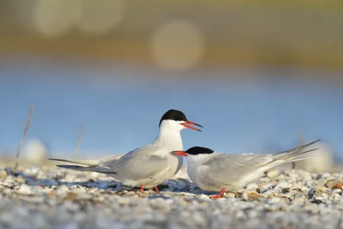 Framed Print : Common Terns -Sterna hirundo-, displaying, in preparation for mating, Ouedeschild, Texel, Texel, West Frisian Islands, province of North Holland, The Netherlands