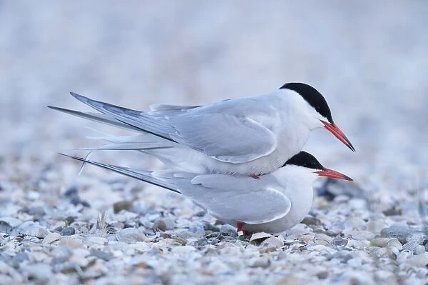 Common Terns -Sterna hirundo-, mating, Ouedeschild, Texel, Texel, West Frisian Islands, province of North Holland, The Netherlands
