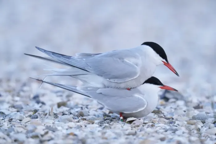 Framed Print : Common Terns -Sterna hirundo-, mating, Ouedeschild, Texel, Texel, West Frisian Islands, province of North Holland, The Netherlands