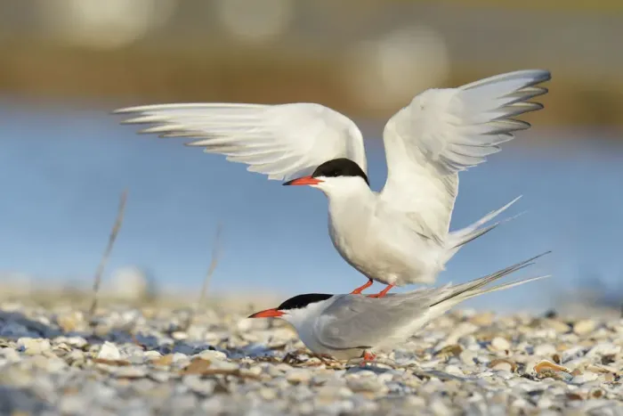 Framed Print : Common Terns -Sterna hirundo-, mating, Ouedeschild, Texel, Texel, West Frisian Islands, province of North Holland, The Netherlands