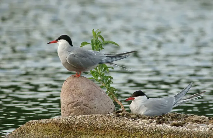 Framed Print : Common Terns -Sterna hirundo-, Mecklenburg-Western Pomerania, Germany Framed Print : Common Terns -Sterna hirundo-, Mecklenburg-Western Pomerania, Germany