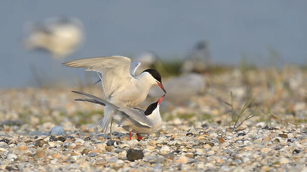 Common Terns -Sterna hirundo-, pair mating in a breeding colony on a shell bank, Wagejot Nature Reserve, Texel, West Frisian Islands, province of North Holland, Netherlands