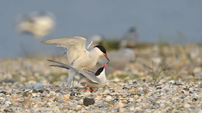 Framed Print : Common Terns -Sterna hirundo-, pair mating in a breeding colony on a shell bank, Wagejot Nature Reserve, Texel, West Frisian Islands, province of North Holland, Netherlands Framed Print : Common Terns -Sterna hirundo-, pair mating in a breeding colony on a shell bank, Wagejot Nature Reserve, Texel, West Frisian Islands, province of North Holland, Netherlands