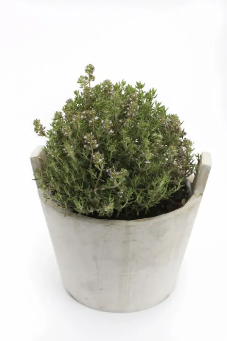 Framed Print : Common thyme -Thymus vulgaris-, herb, medicinal plant Framed Print : Common thyme -Thymus vulgaris-, herb, medicinal plant