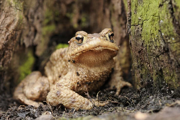 Common toad (Bufo bufo) on the forest floor in a lowland forest near Leipzig, Saxony, Germany, Europe
