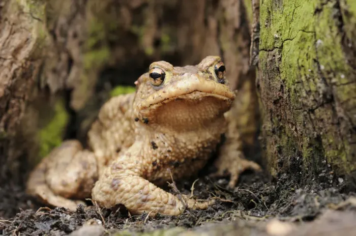 Framed Print : Common toad (Bufo bufo) on the forest floor in a lowland forest near Leipzig, Saxony, Germany, Europe Framed Print : Common toad (Bufo bufo) on the forest floor in a lowland forest near Leipzig, Saxony, Germany, Europe