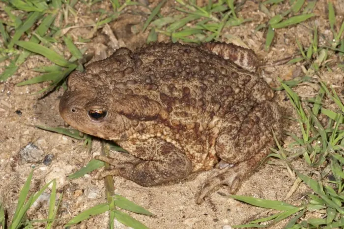 Framed Print : Common toad -Bufo bufo spinosus-, foraging, Kerkini Lake area, Greece, Europe Framed Print : Common toad -Bufo bufo spinosus-, foraging, Kerkini Lake area, Greece, Europe