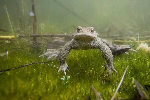 Common Toad -Bufo bufo- under water, Southern Germany, Germany