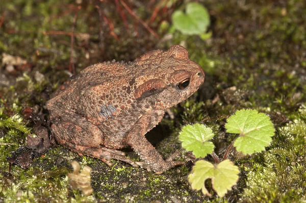 Common toad -Bufo bufo-, yearling at nocturnal foraging, Baden-Wurttemberg, Germany