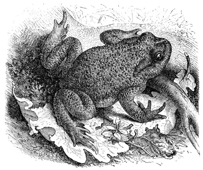 Framed Print : Common Toad (Bufo vulgaris) Framed Print : Common Toad (Bufo vulgaris)