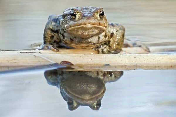 Common Toad or European Toad -Bufo bufo-, reflected in water, North Hesse, Hesse, Germany