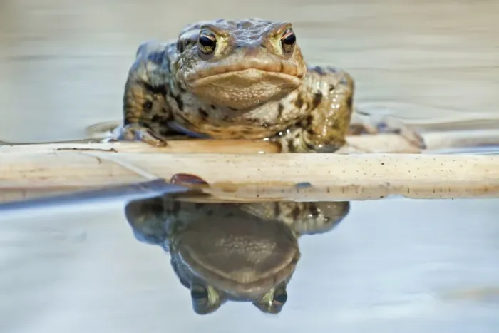Framed Print : Common Toad or European Toad -Bufo bufo-, reflected in water, North Hesse, Hesse, Germany